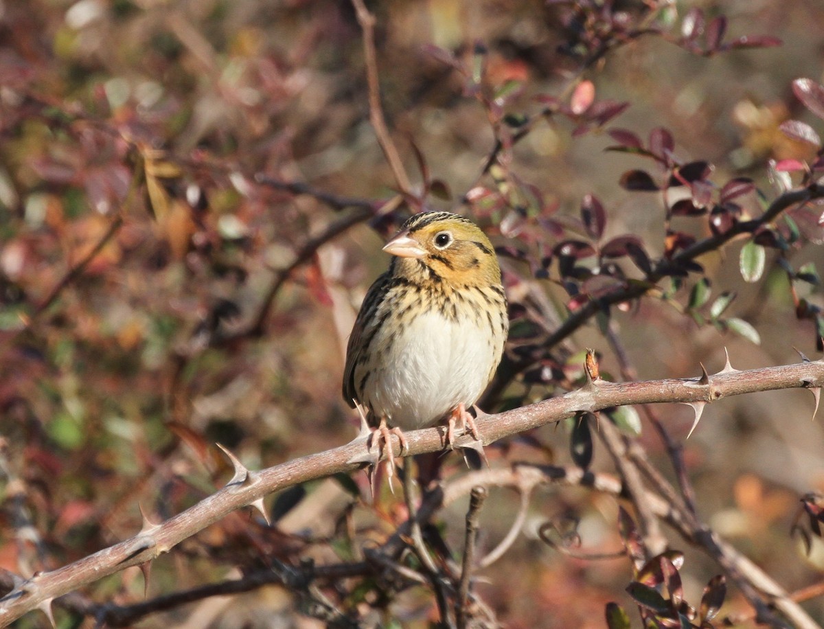 Henslow's Sparrow - ML414915051