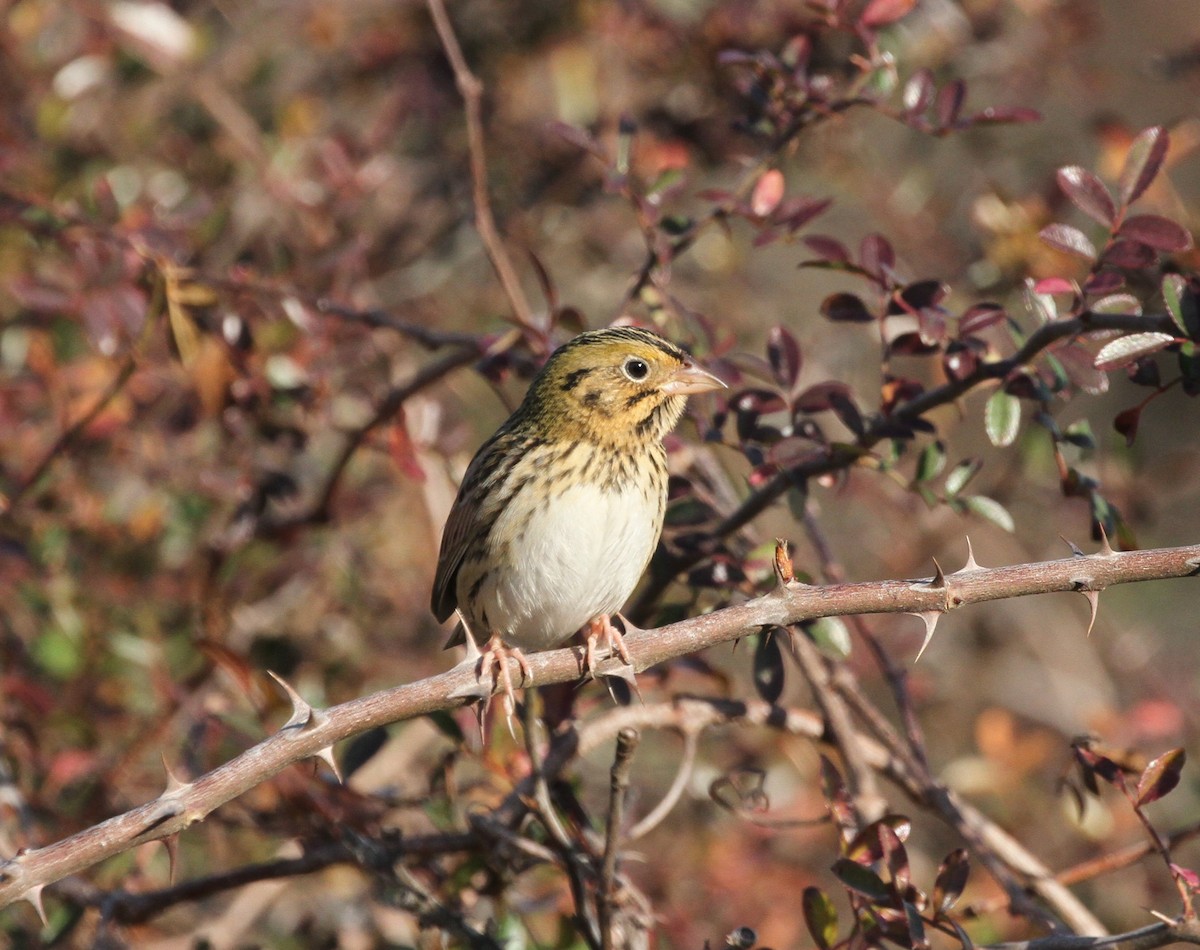 Henslow's Sparrow - ML414915071