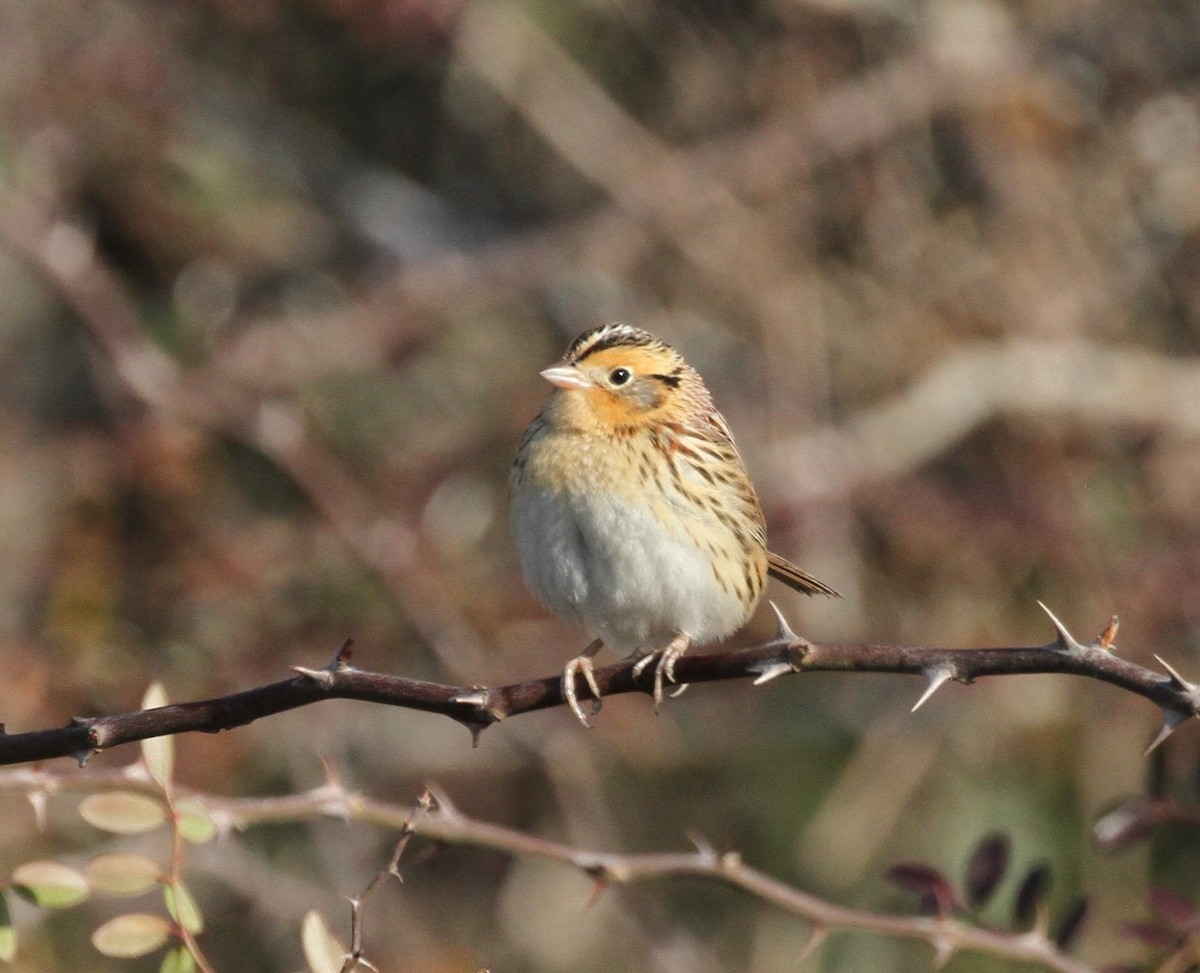 LeConte's Sparrow - ML414915151
