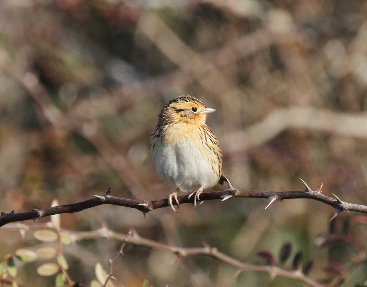 LeConte's Sparrow - ML414915181