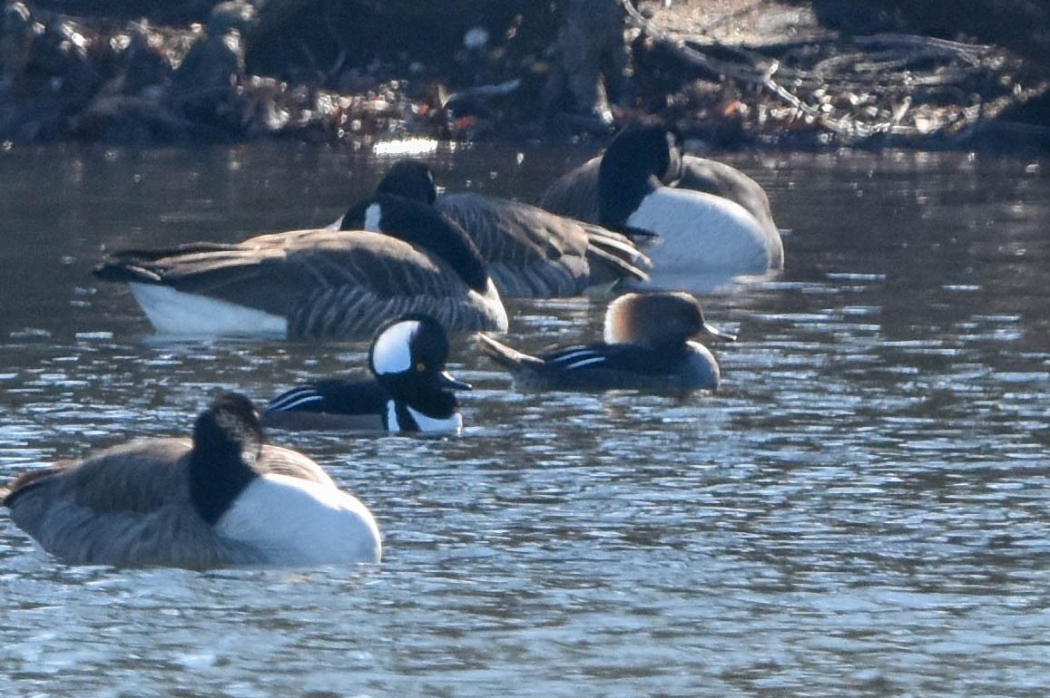 Hooded Merganser - ML414916871
