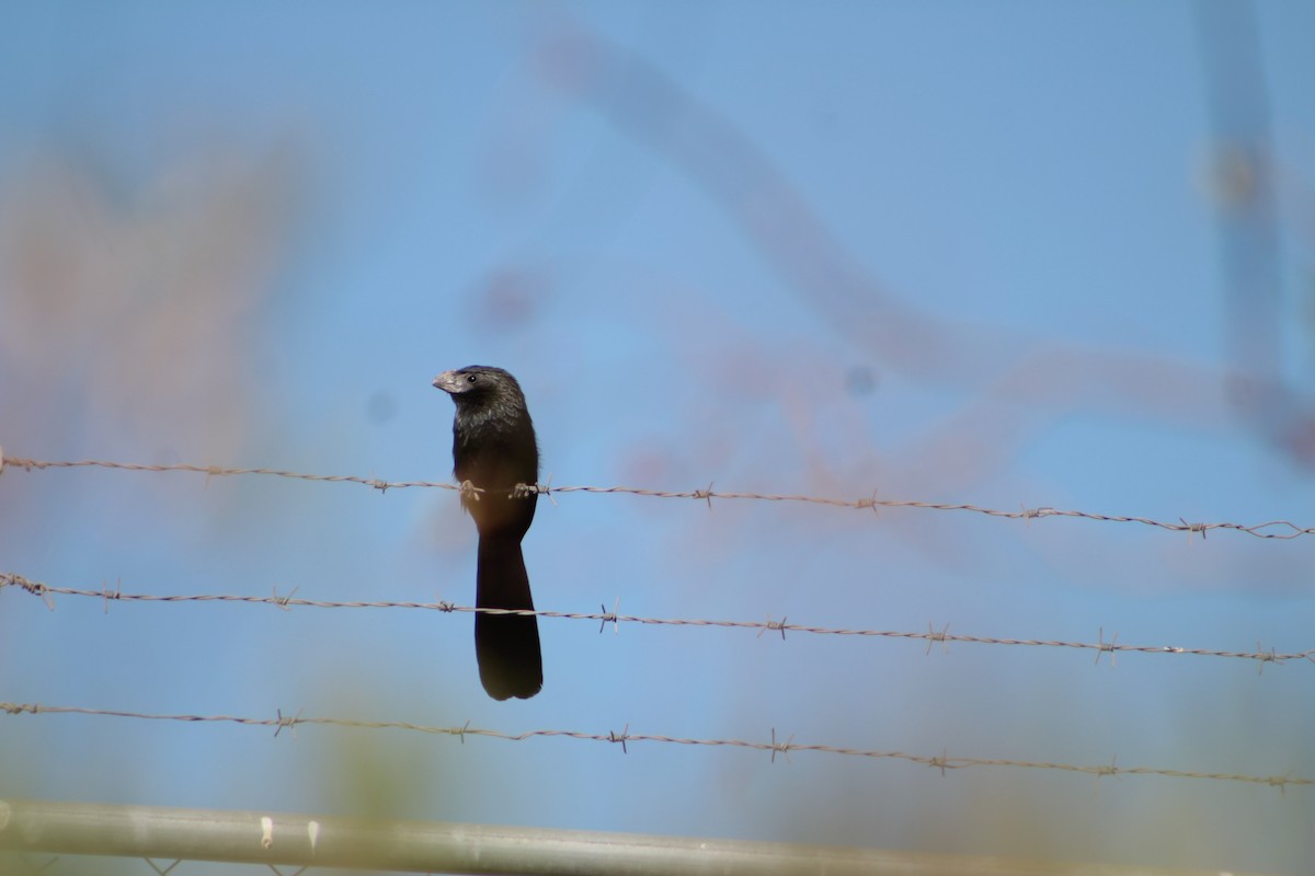 Groove-billed Ani - ML414919821