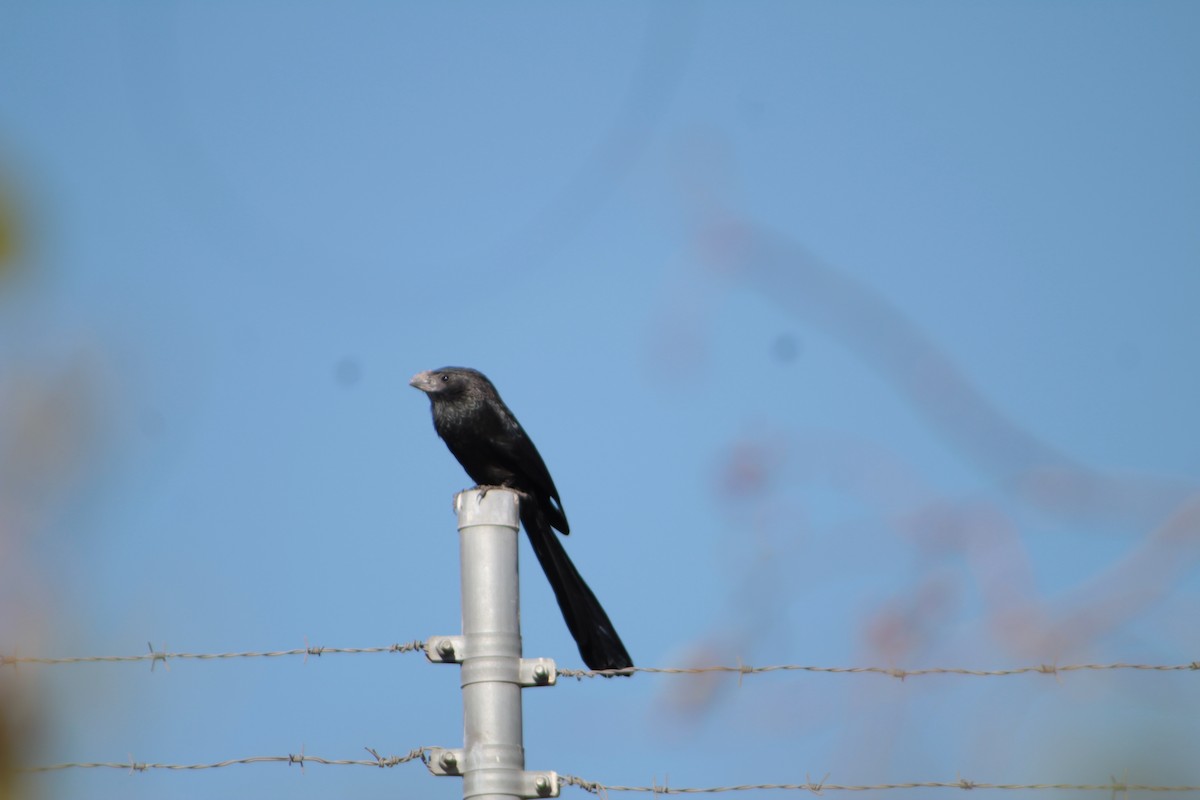 Groove-billed Ani - ML414919871