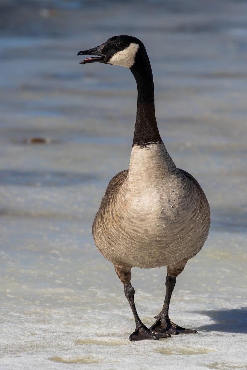 Canada Goose - ML414920741