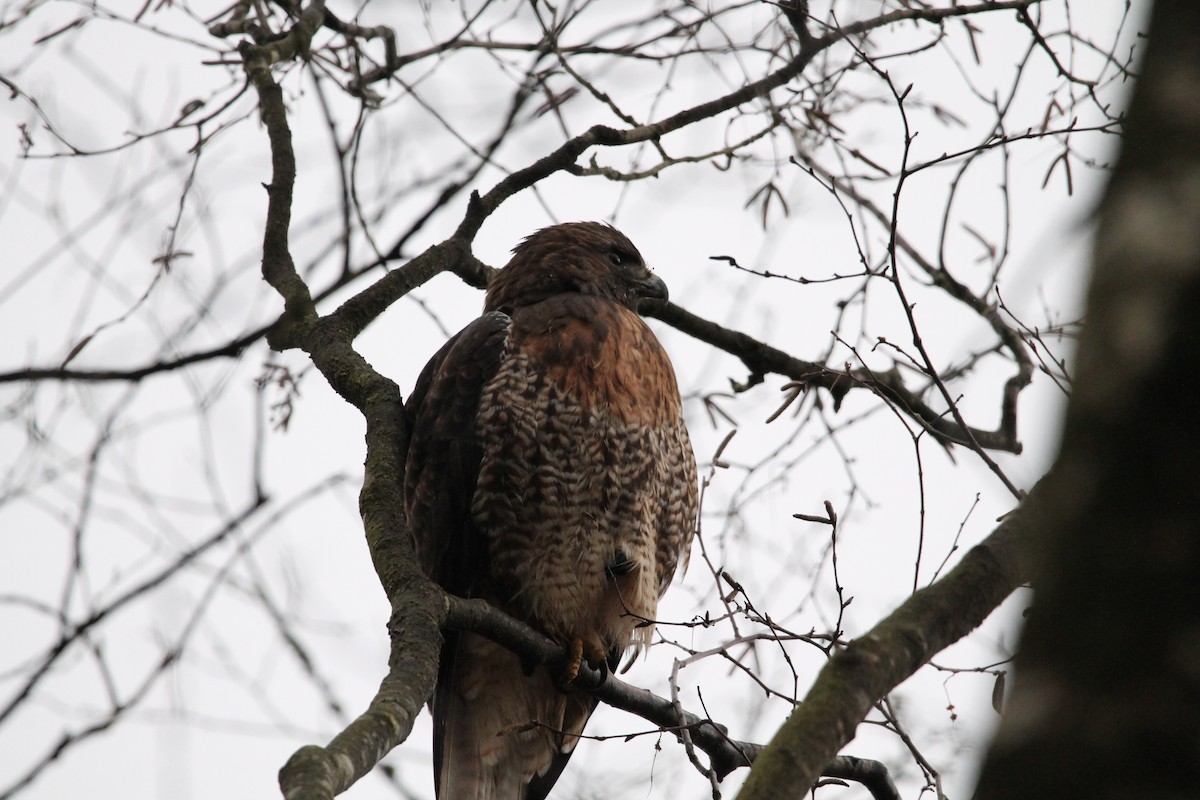 Red-tailed Hawk - ML414924201
