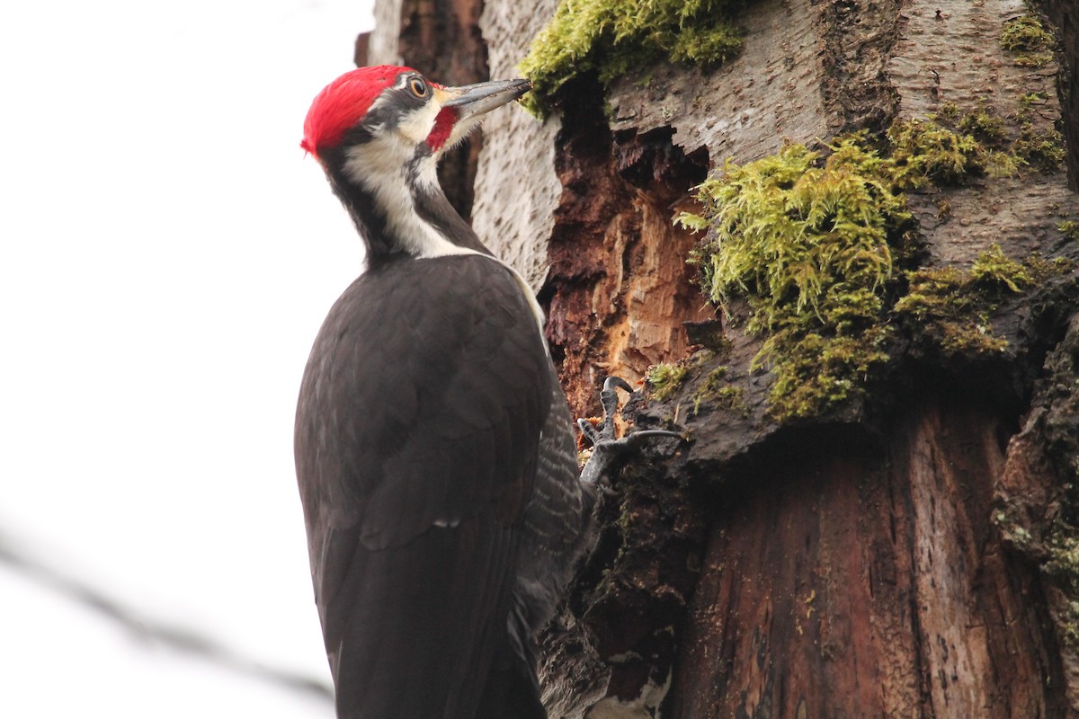 Pileated Woodpecker - ML414924441