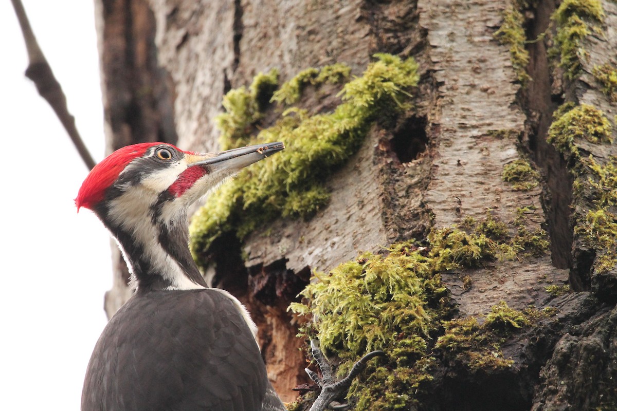 Pileated Woodpecker - ML414924451