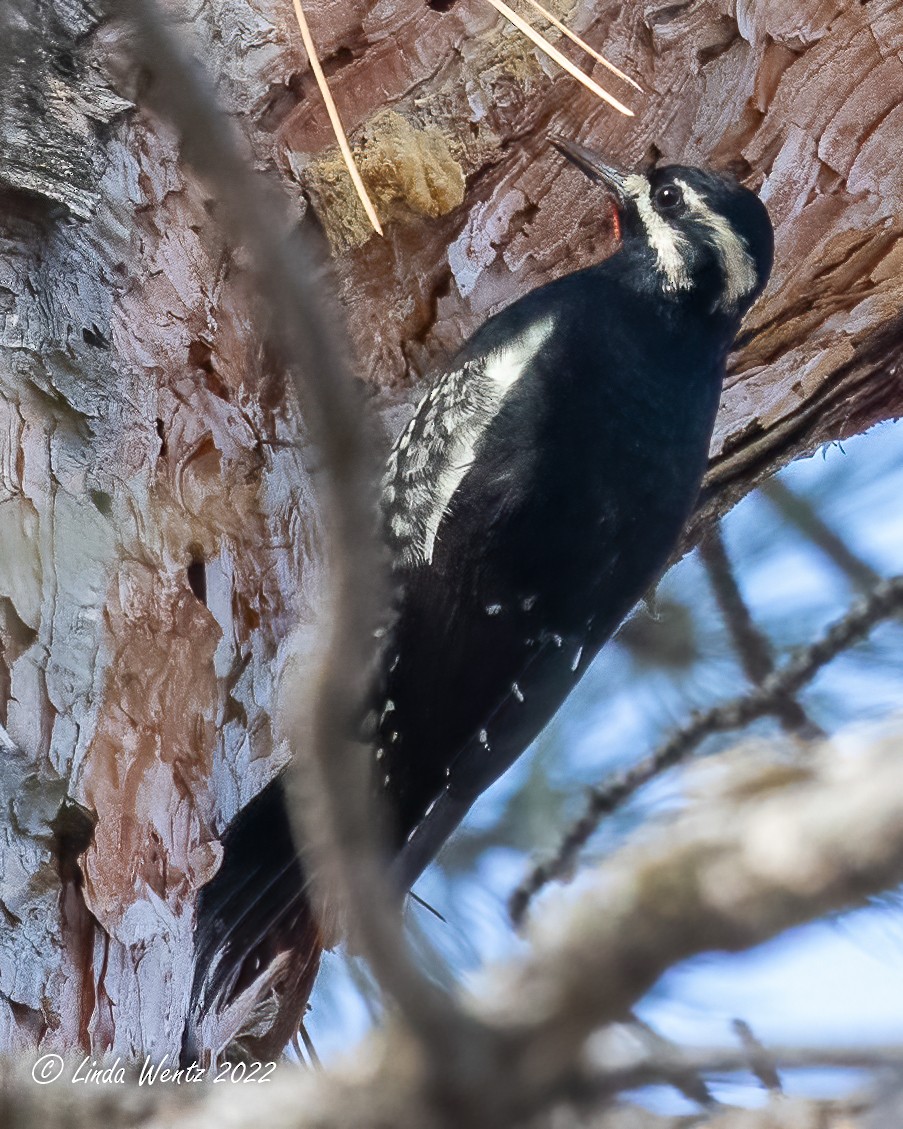 Williamson's Sapsucker - ML414928161