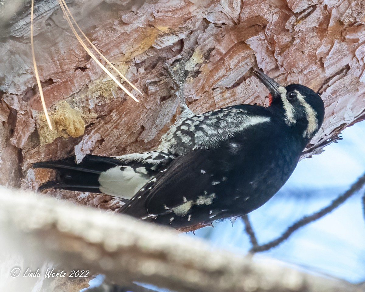 Williamson's Sapsucker - ML414928191