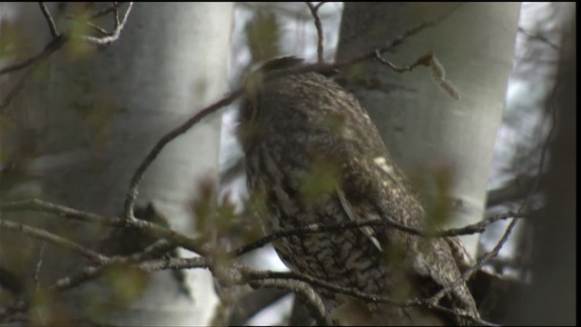 Hibou moyen-duc (wilsonianus/tuftsi) - ML414929