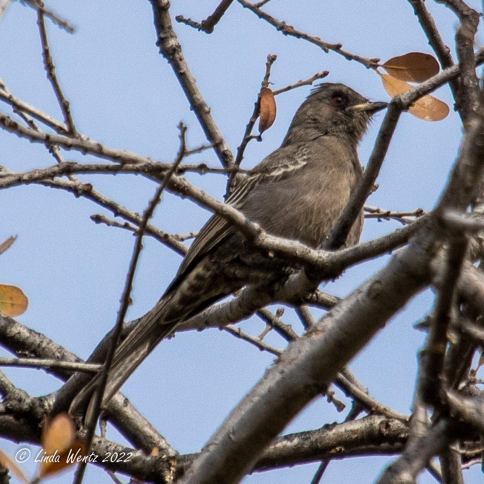 Phainopepla - Linda Wentz