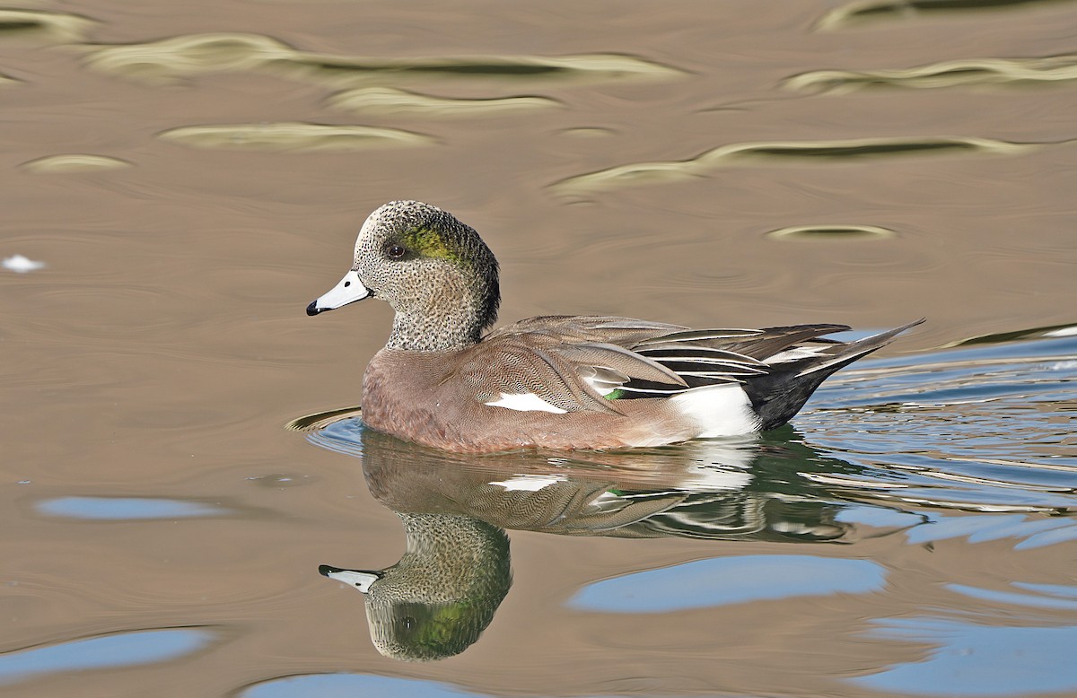 American Wigeon - ML414930101