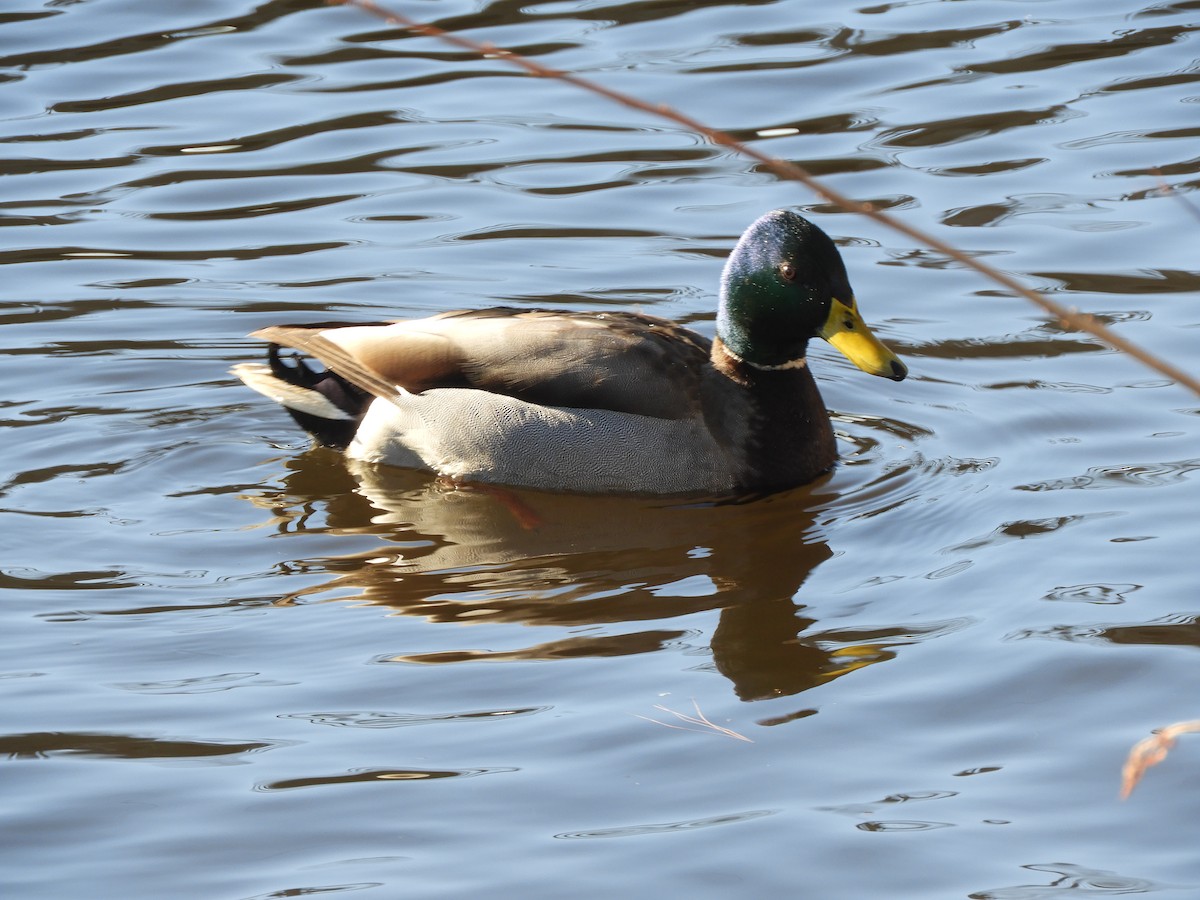 Canard colvert - ML414930951