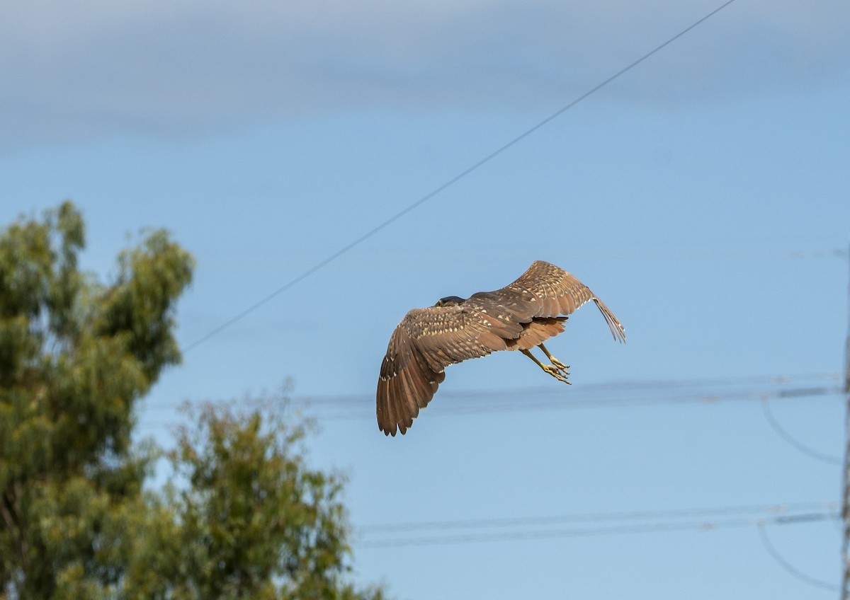 Nankeen Night Heron - Melissa Nicholas