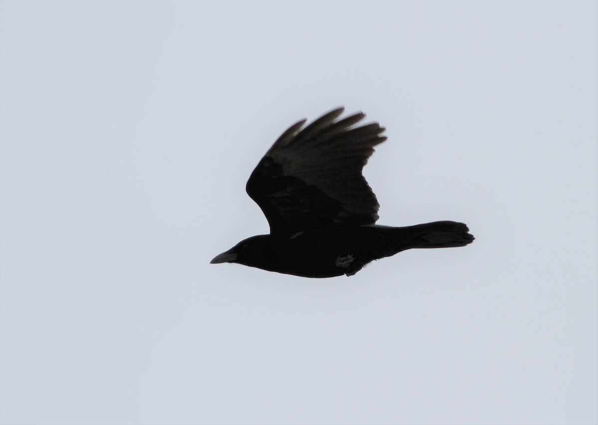 American Crow - ML414931401