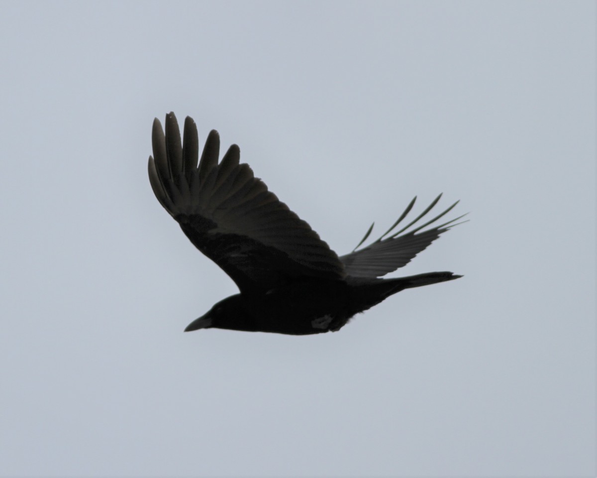 American Crow - ML414931411
