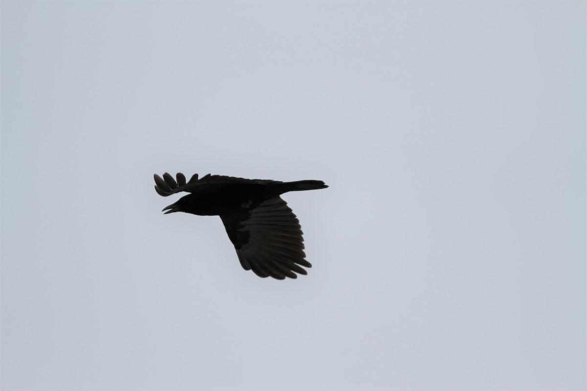American Crow - ML414931431