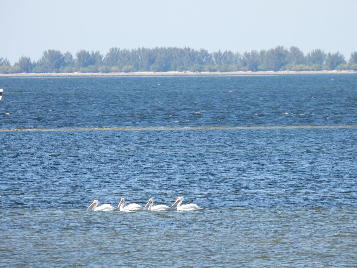 American White Pelican - ML414932641