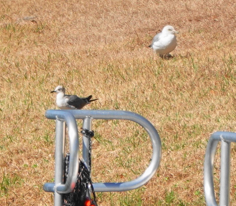 Laughing Gull - ML414932671