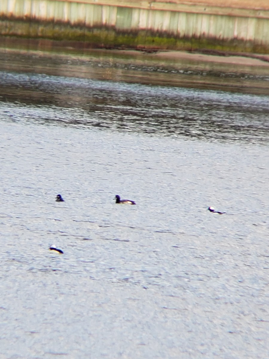 Greater Scaup - ML414933071
