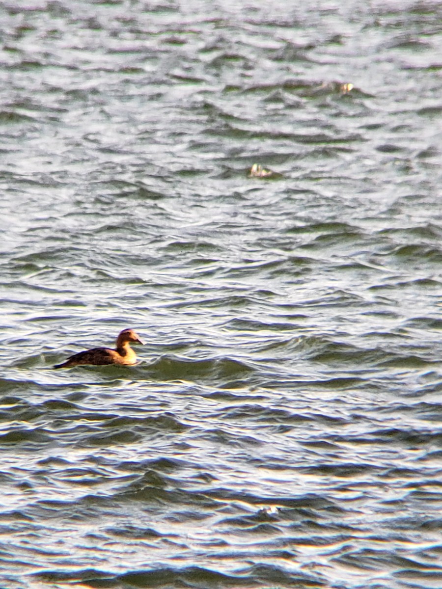 Common Eider - ML414933091