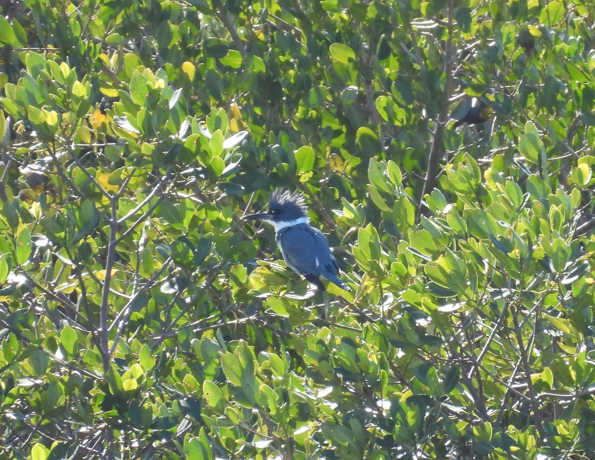 Belted Kingfisher - ML414933651