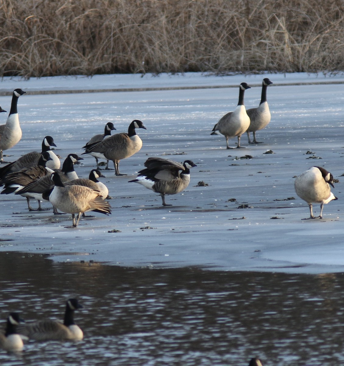 Branta kanadar txikia - ML414935231