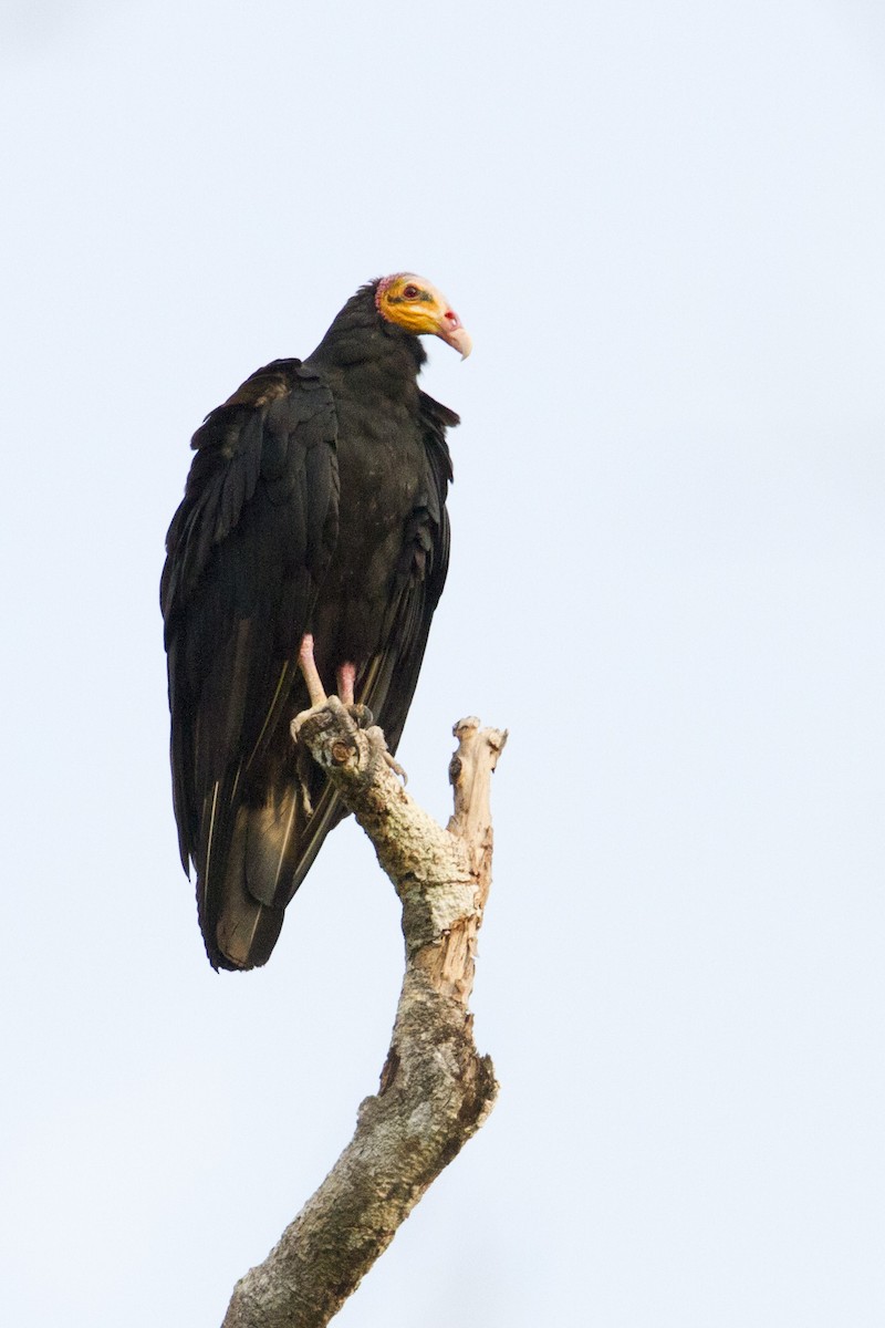 Greater Yellow-headed Vulture - ML414936501