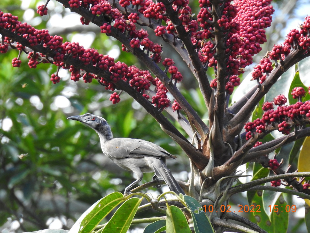 Helmeted Friarbird (Hornbill) - ML414937871