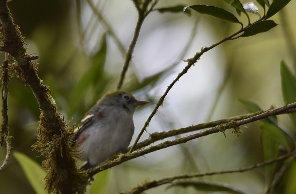 Chestnut-sided Warbler - ML414938291