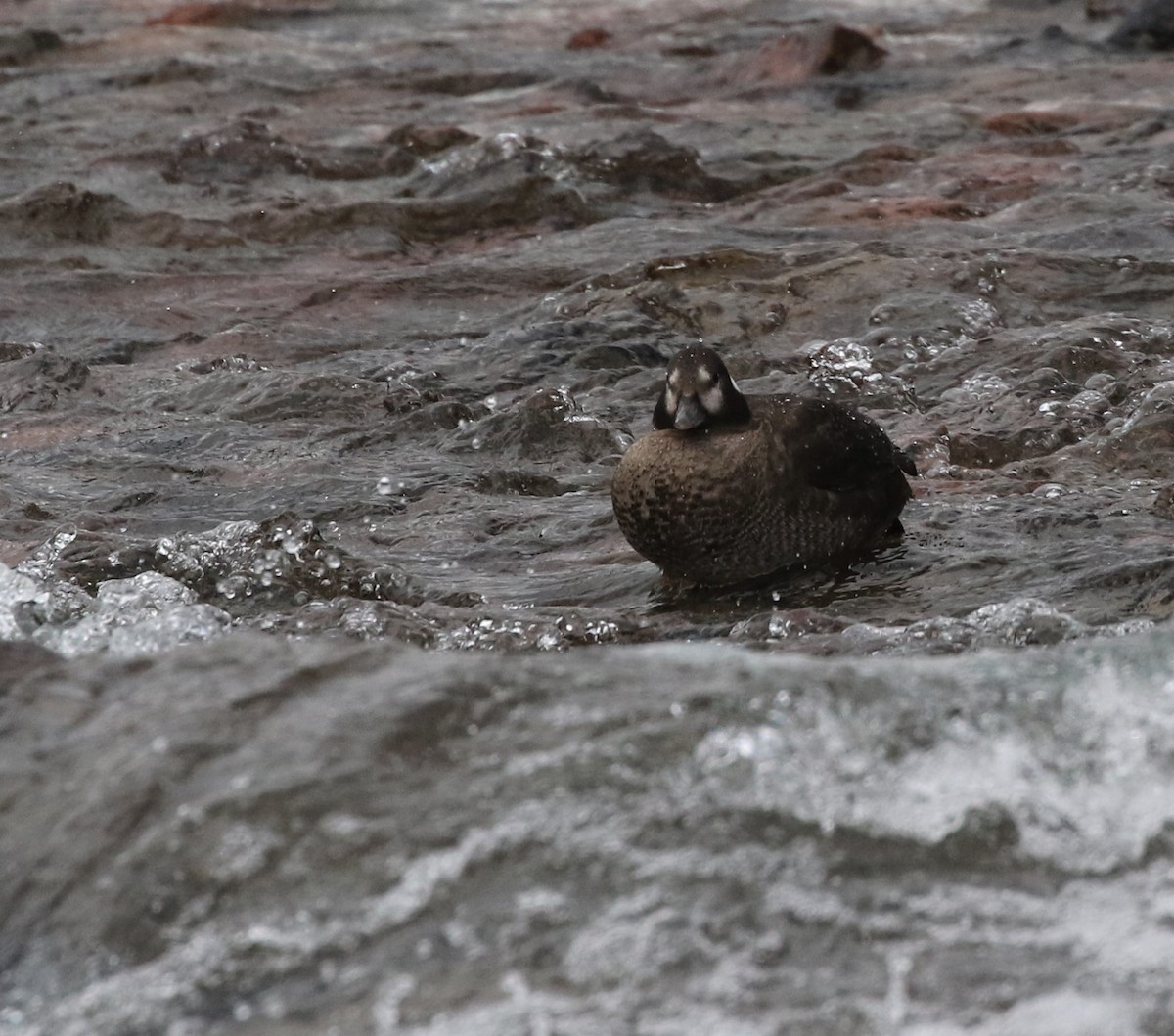 Harlequin Duck - ML414938711