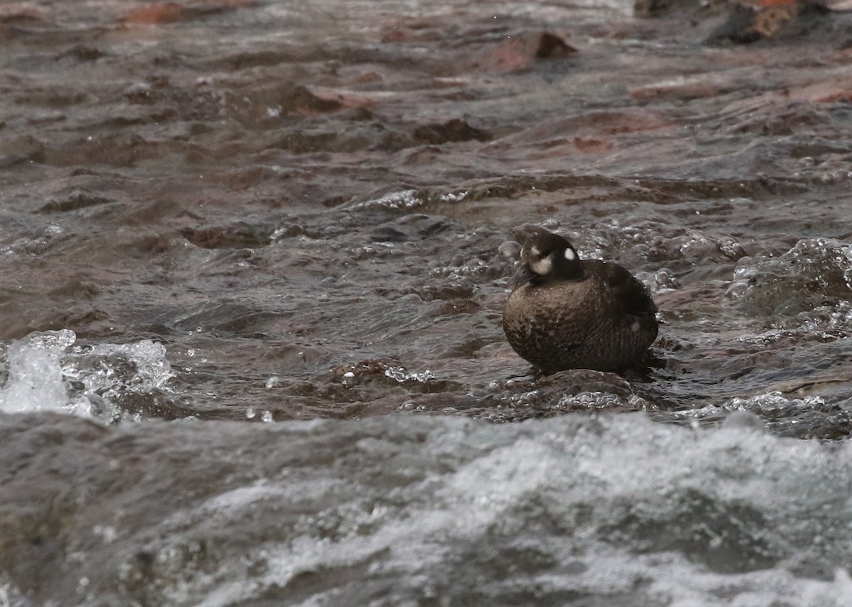 Harlequin Duck - ML414938721