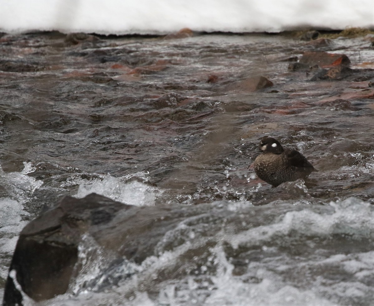 Harlequin Duck - ML414938731