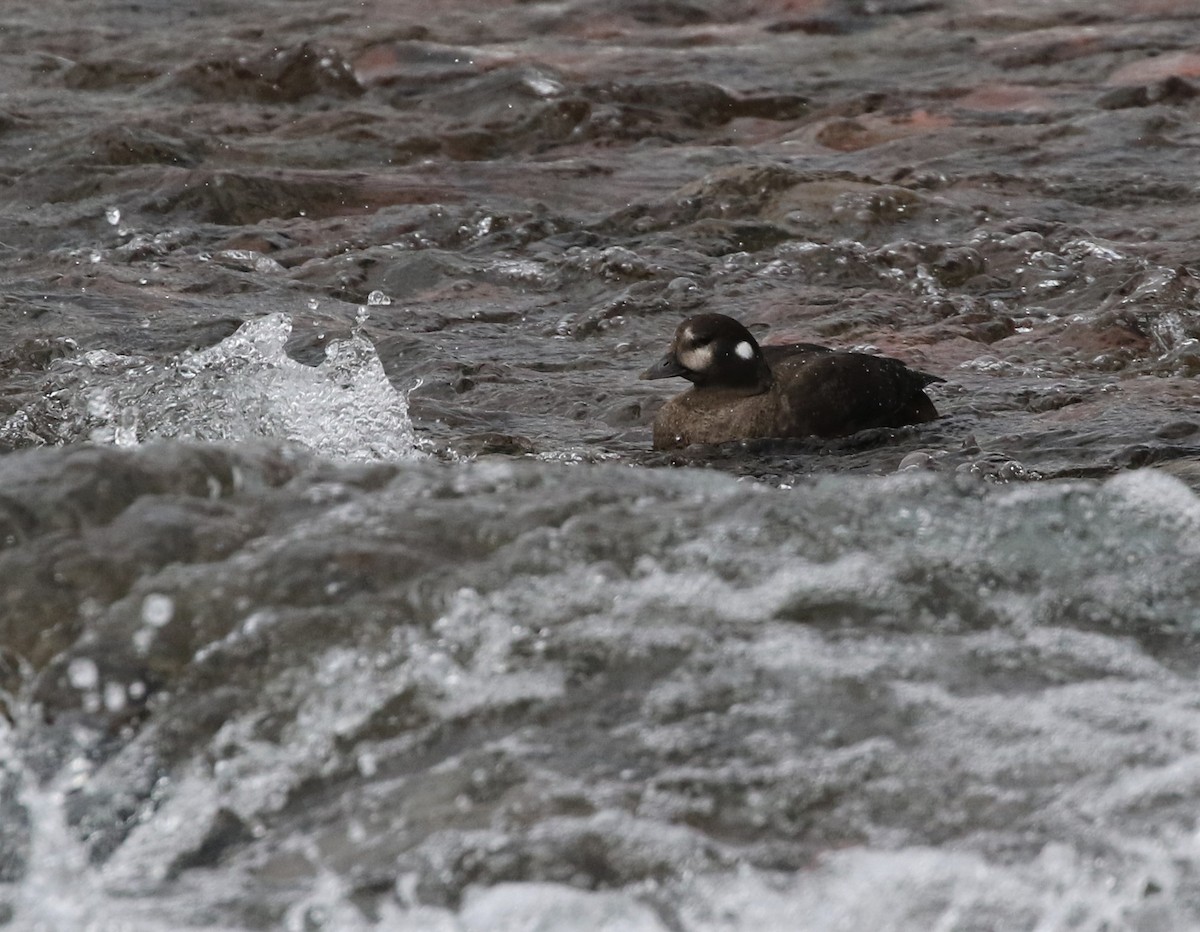 Harlequin Duck - ML414938741