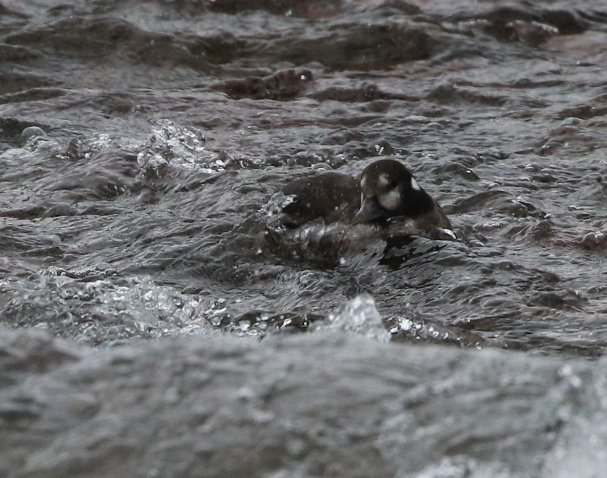 Harlequin Duck - ML414938751