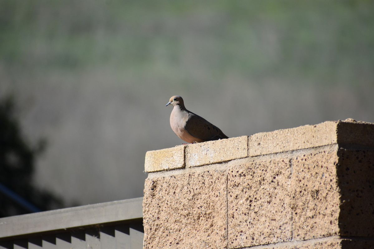 Mourning Dove - ML414939041