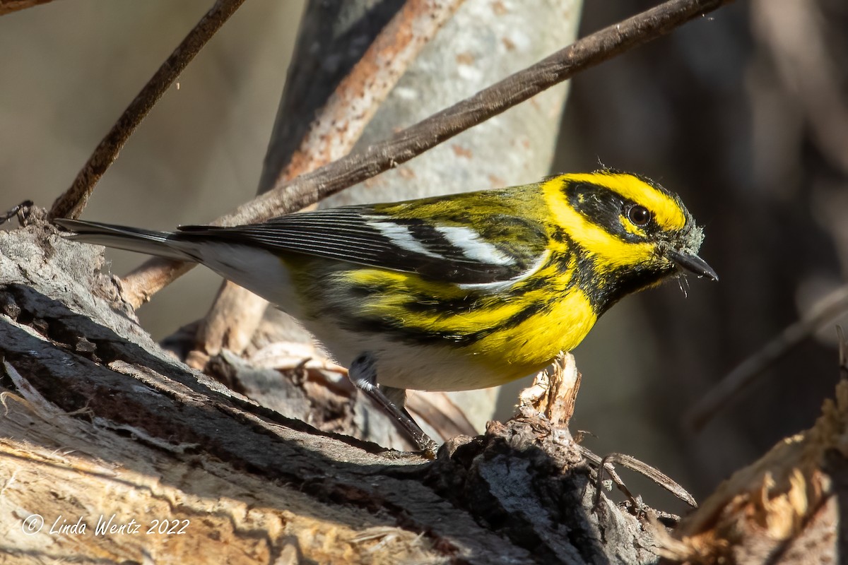 Townsend's Warbler - ML414939231