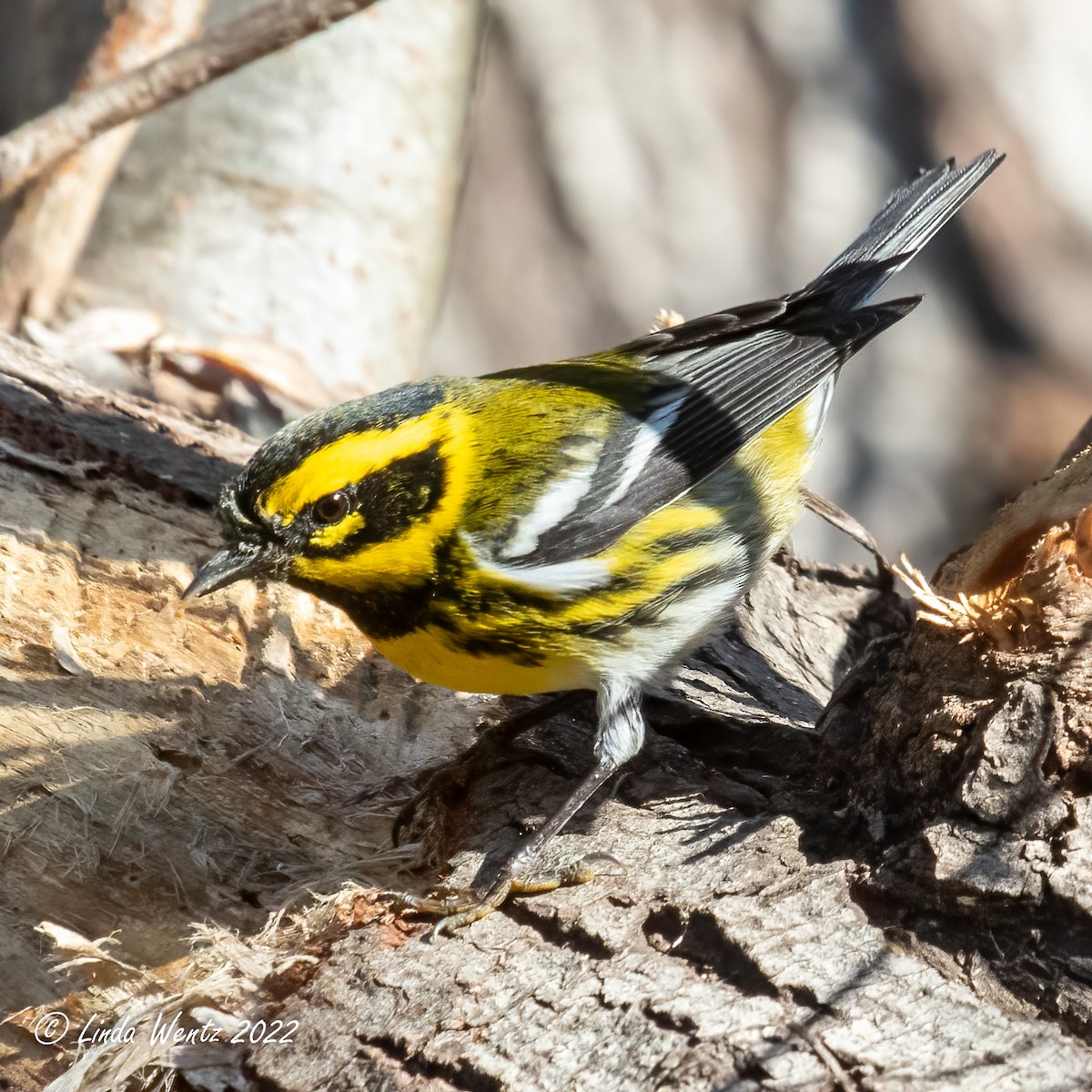 Townsend's Warbler - ML414939361