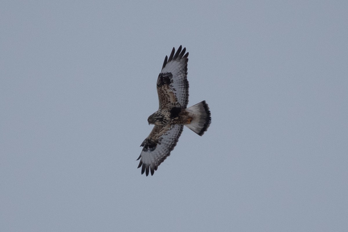 Rough-legged Hawk - ML414939931