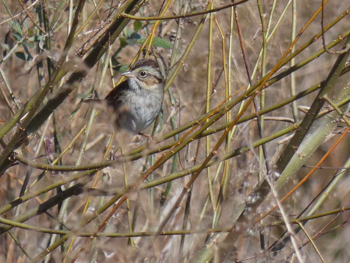 Swamp Sparrow - ML414940791