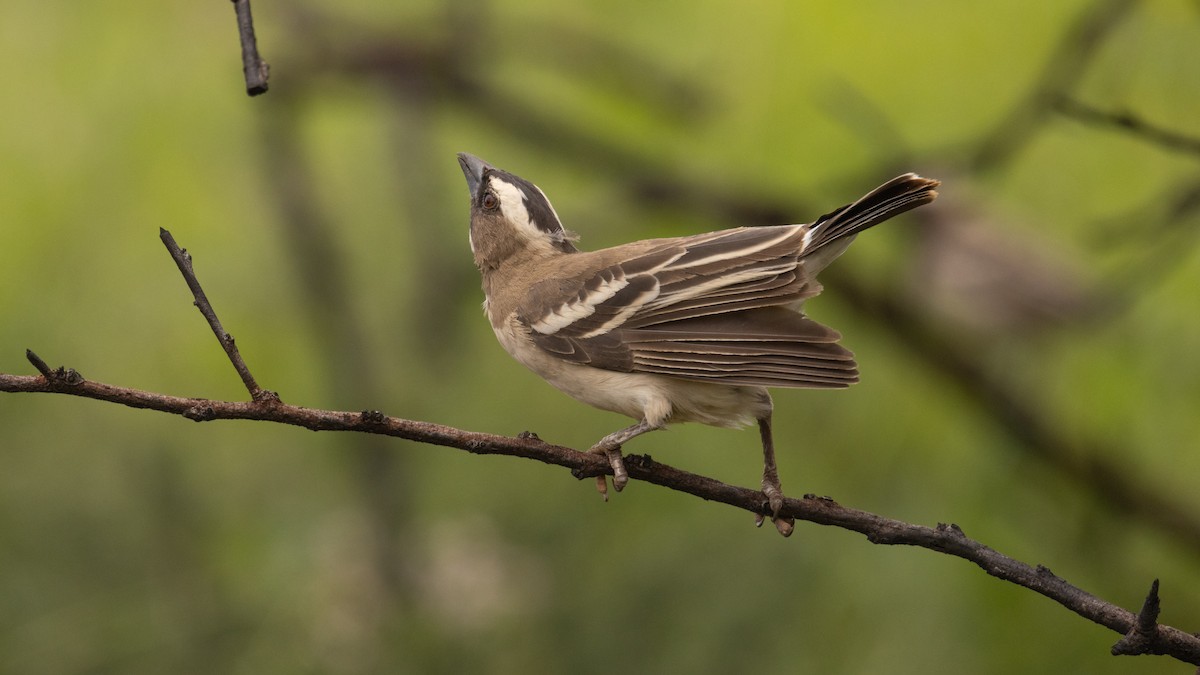 White-browed Sparrow-Weaver - ML414940891