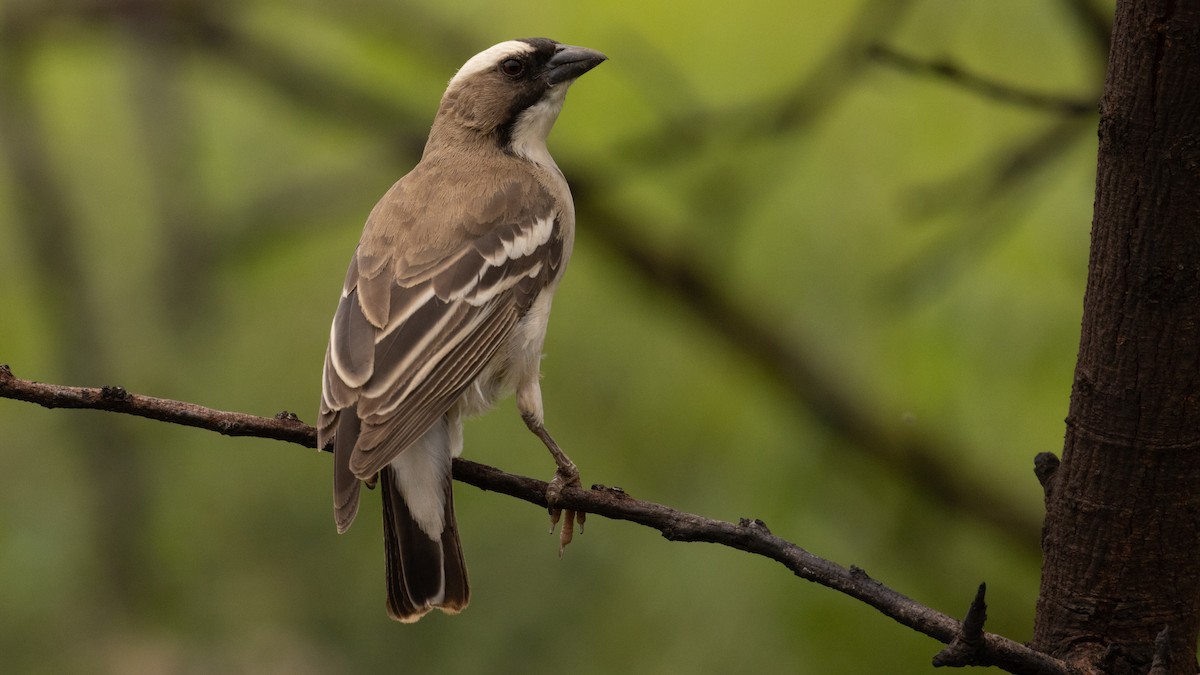 White-browed Sparrow-Weaver - ML414940911