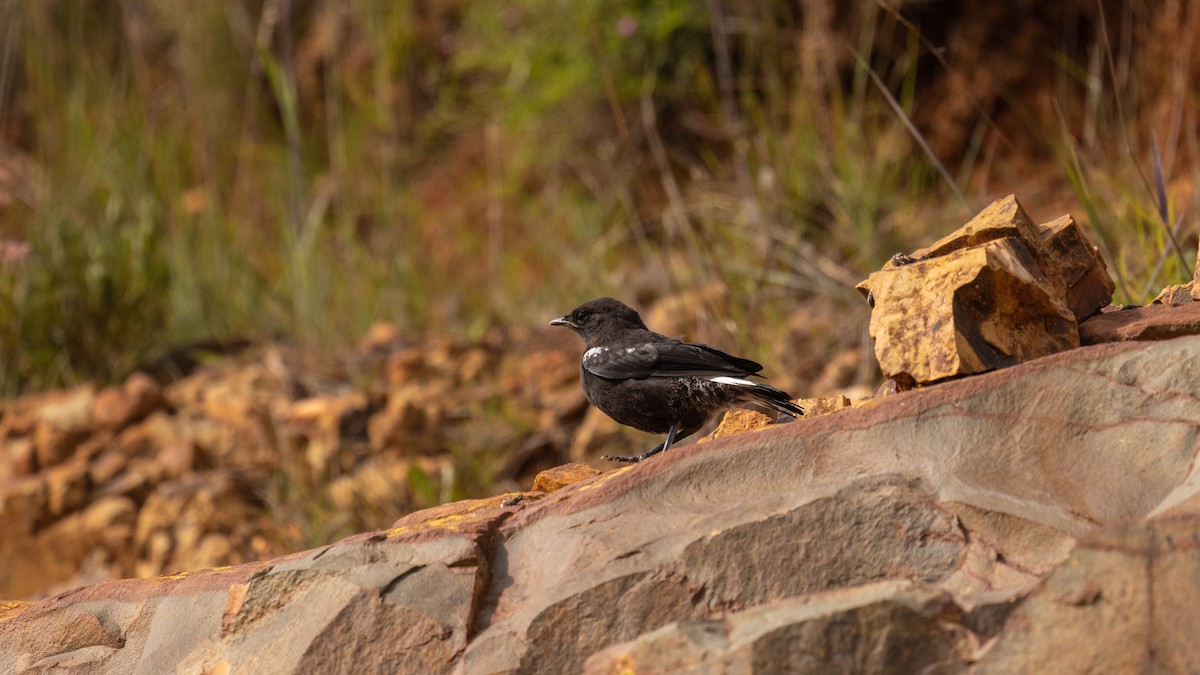 Mountain Wheatear - ML414941551