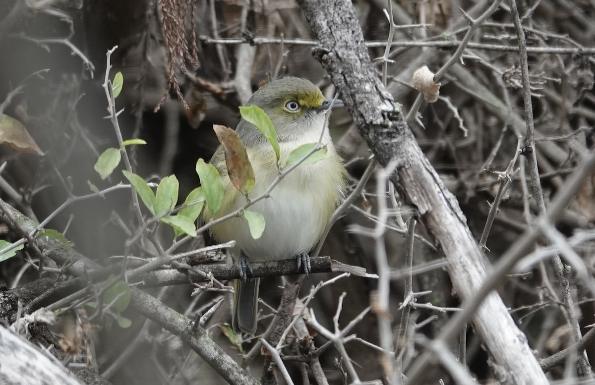 Weißaugenvireo - ML414943731