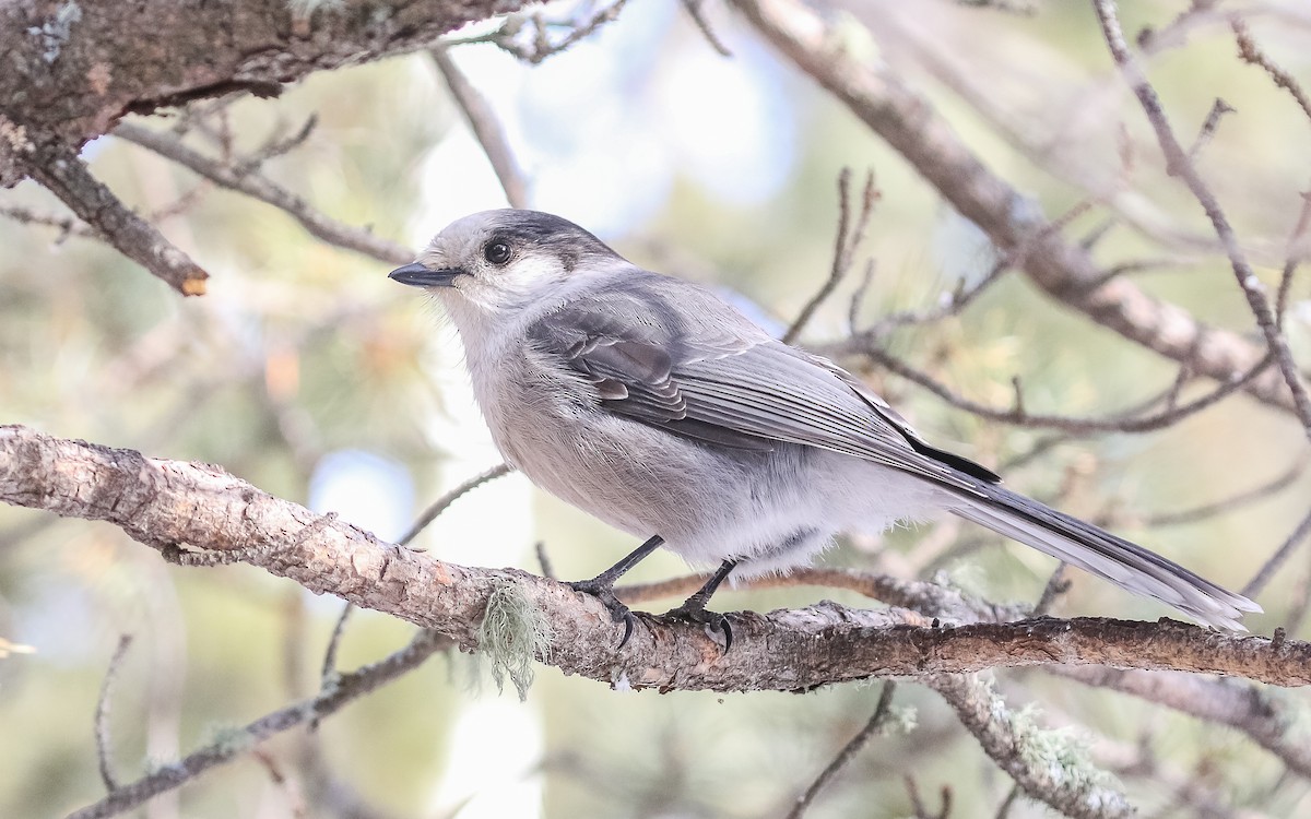 Canada Jay (Boreal) - ML414946431