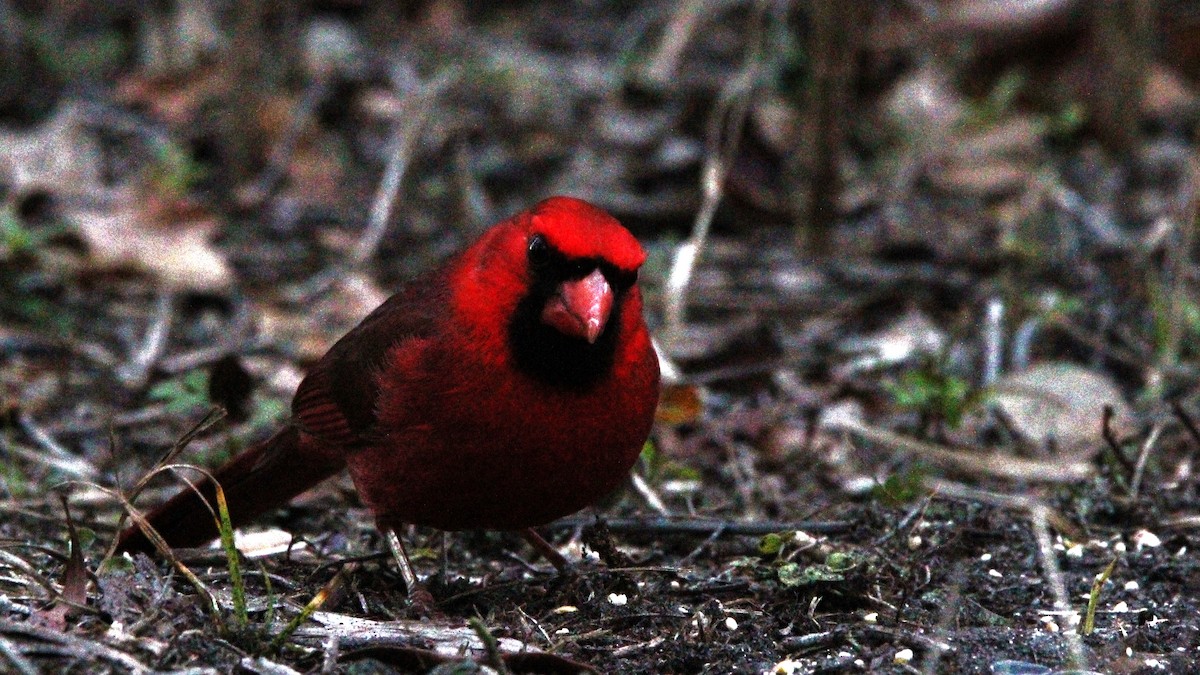 Northern Cardinal - ML414947021