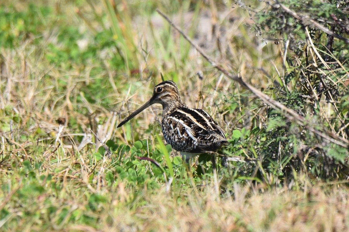 Wilson's Snipe - ML414947161