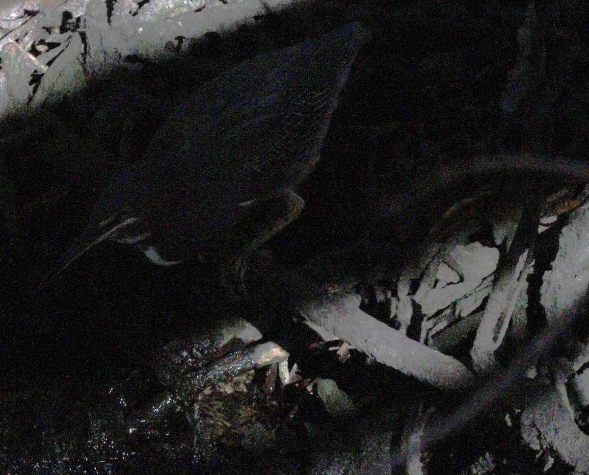 Green Heron - ML414948141