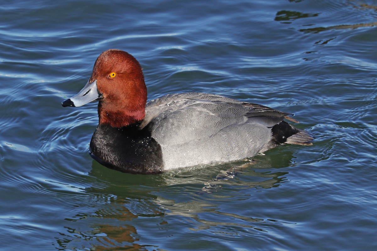 Redhead - Nathan Wall