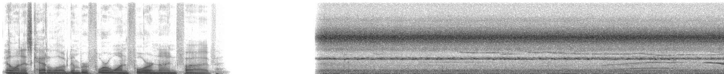 Western Long-tailed Hornbill - ML41495